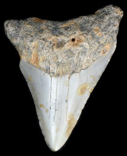 Juvenile Megalodon Tooth - North Carolina #56643